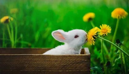 开云体育中国-曼城力克曼联，格列兹曼扑点救主足总杯